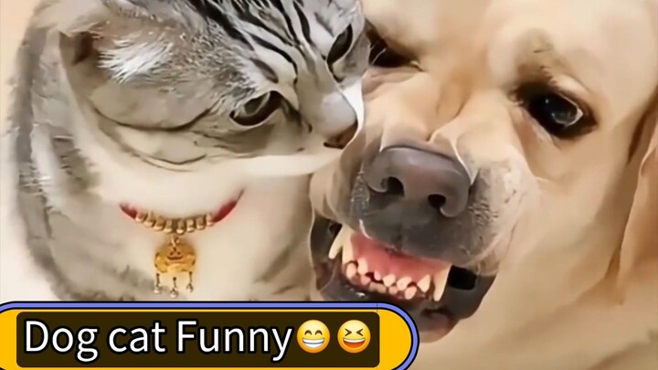 Dog-cat-funny😄😁😆