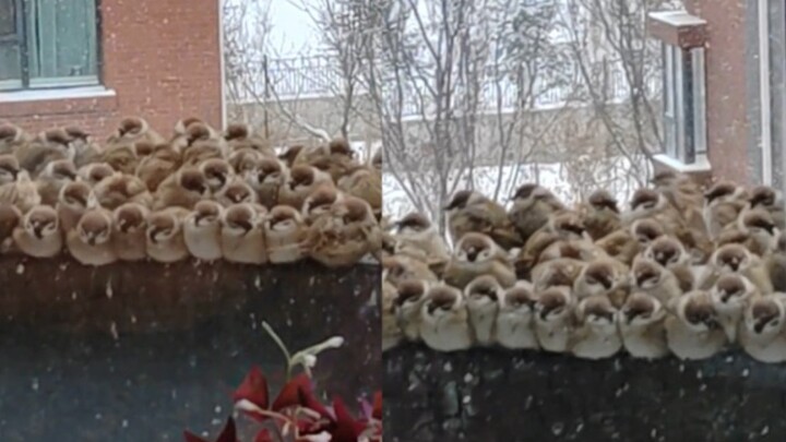 In a blizzard, a little bird can’t find food—so a woman feeds it millet on her balcony, waiting pati