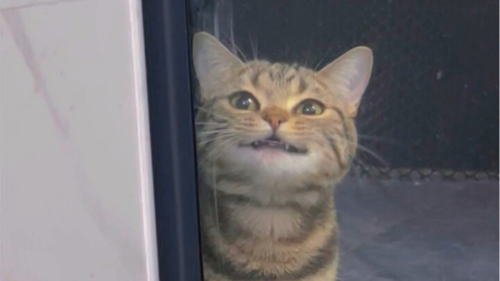 Mẹ ơi~ mở cửa cho con vào được không?