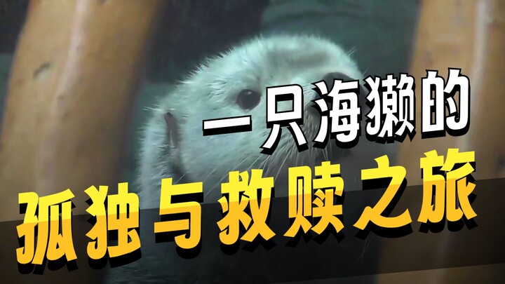 Hari-hari Sang Berang-berang Laut Setelah Tinggal dari Ibunya