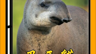 Tapir Brasil