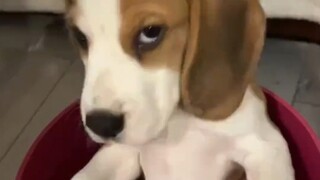 How dare you mess with Lord Beagle? Just wait for the Demon Child to descend!