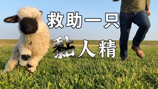 救助一只长相潦草的黑面羊幼崽，到家后秒变“爸宝羊”
