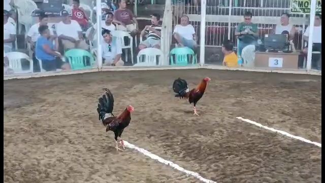 2025 FIGBA 8 Stag Local Edition First Fight - loss