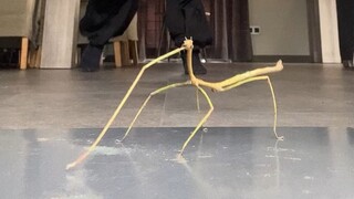 纯享版：和竹节虫一起跳舞  这个节奏感还行吧