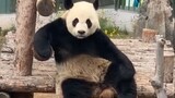 "Kungfu Panda yang Asli"