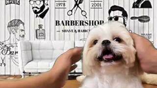My Dog Goes To The Barber | Cute & Funny Shih Tzu Dog Video