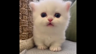 ลูกแมวน่ารัก&น่าLoveใจละลาย Ep22 baby cats cute and funny cat videos compilation เหมียวๆ