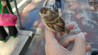 Seekor Pipit Kecil Hinggap di Tanganku