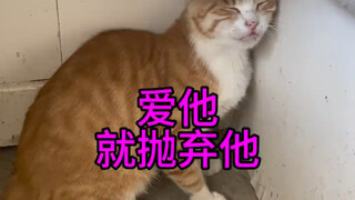 Nếu thực sự yêu anh ấy thì hãy buông tay đi, đừng làm tổn thương nữa #Cứu trợ mèo hoang #Kế hoạch ra