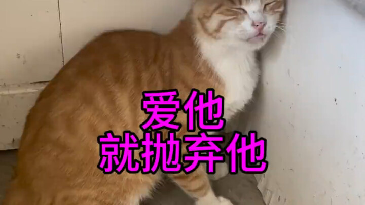 ถ้ารักเขามากจริงๆ ก็ปล่อยเขาไปเถอะ อย่าทำร้ายเขาเลย #ช่วยเหลือแมวจรจัด #โครงการเปิดตัวสัตว์เลี้ยงน่า