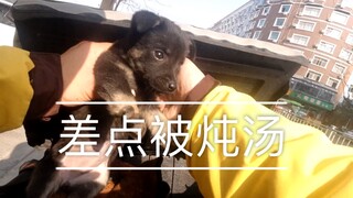 外卖小哥捡到四只小奶狗，大妈想花100全拿走炖汤被拒绝！最后找到好心人领养