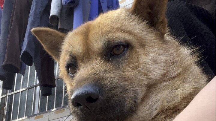 Trong sân nhà lén chơi với chó, sợ mẹ mắng nên chỉ chơi một lúc rồi thả ra ngay.