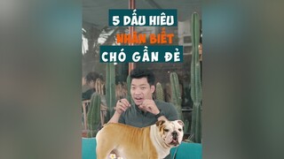 5 dấu hiệu nhận biết chó gần đẻ dcgr tuitienpet LearnOnTikTok dog