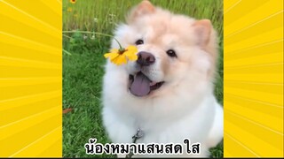 สัตว์เลี้ยงเพื่อนขนปุย : น้องหมาแสนสดใส