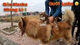 Dương KC | Thăm Lại Chó Alaska BaBy Sau 10 Ngày Xa Cách | Quá Cute Luôn !