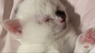 baby cat sleeping soooo cute
