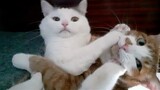 Funny Animal Videos 2022 ðŸ˜‚ - Funniest Cats And Dogs Video ðŸ˜ºðŸ˜�