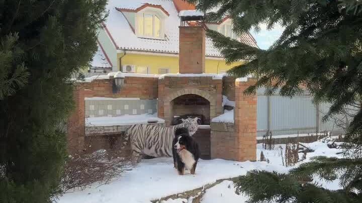 يا جماعة، لقيت قطة صغيرة في الفناء!