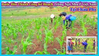 Hùng KaKa ll Thành Công Bước Đầu Của Kế Hoạch Trồng Ngô Kiểu Việt Nam ở Bản Làng Miền Núi Châu Phi