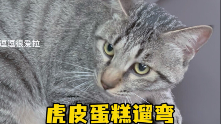 Hành trình dạo chơi của chiếc bánh da hổ