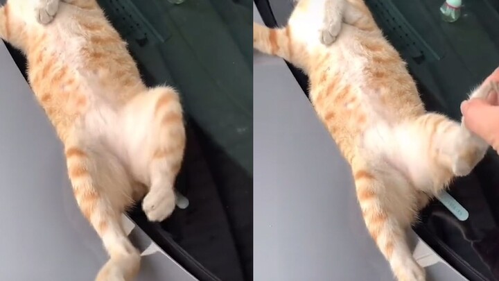 A stray cat is fast asleep on a car, and no matter how the owner tries to wake it, it won’t budge—it