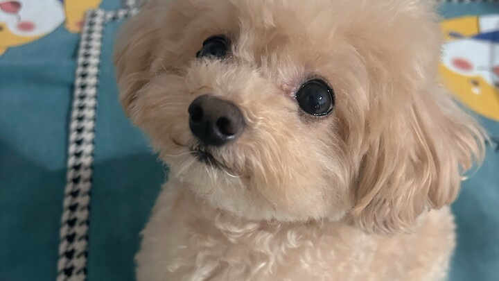 [Panekuk Ubi Jalar Wijen] Anak anjing: Tidak terlalu asal-asalan kok! Sedikit berumput, hanya 40% ru