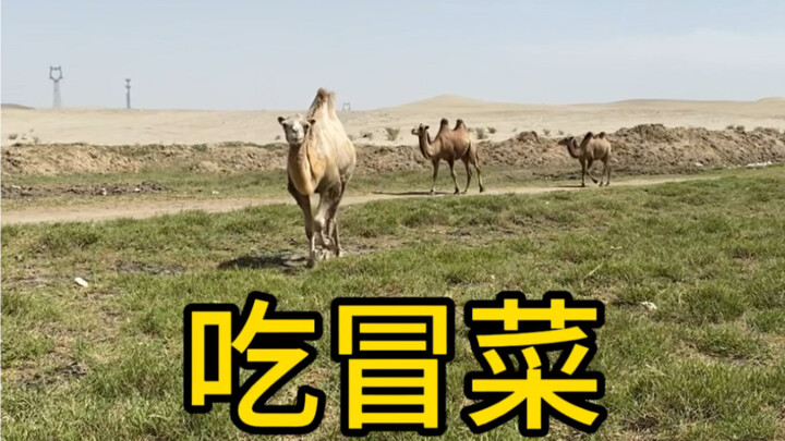 Please pronounce “luotuo xinxing” correctly, even though we’ve picked another winning stock today…