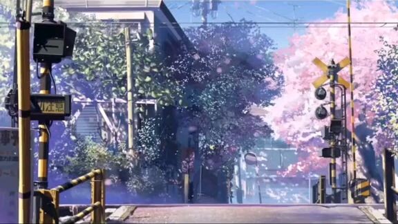 hoa anh đào vẫn rơi... và tôi đã nắm trược nó (cre: on video)