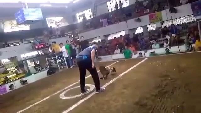 1st fight 3 cock ulutan sa Gentri