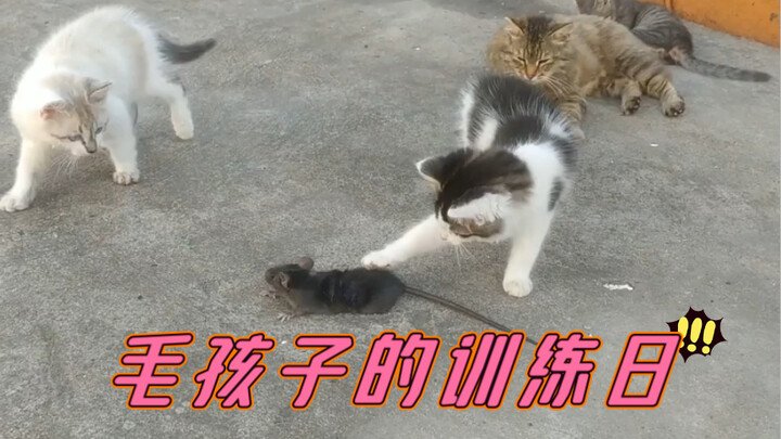 Ibu kucing menangkap seekor tikus untuk dijadikan latihan bagi anak-anaknya.