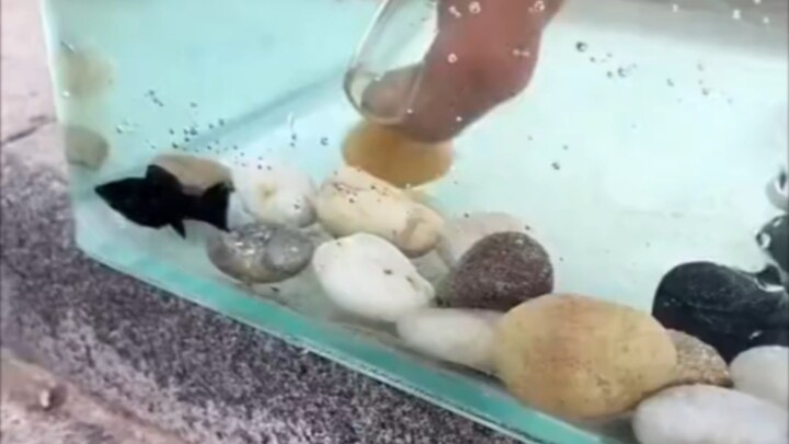 Water Change for the Fish Tank — So Smooth!