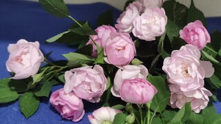 Sử dụng khăn giấy để làm hoa hồng giả, làm hoa thủ công bằng giấy sáng tạo và hướng dẫn làm hoa bằng