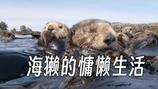 มุมมองจากผิวน้ำ: นากทะเลนอนพักผ่อนบนผิวน้ำ ช่างสบายเหลือเกิน