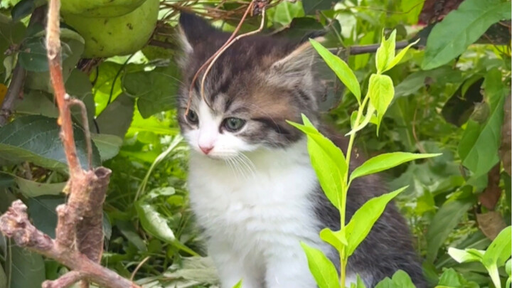 The little one in the grass can’t find its mom and is crying out loudly!