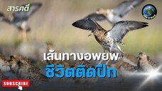 เส้นทางอพยพ…ชีวิตติดปีก - สารคดีพากย์ไทย Life on the Wing – The Miracle of Bird Migration