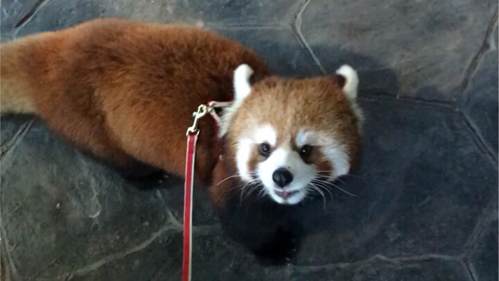 【الباندا الصغير】 اليوم أيضًا يوم لأخذ الأطفال للتنزه والتهوية! الخروج من حين لآخر يساعد على منع الاك