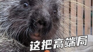 男子酒后非要找豪猪【阅片无数3rd 11】