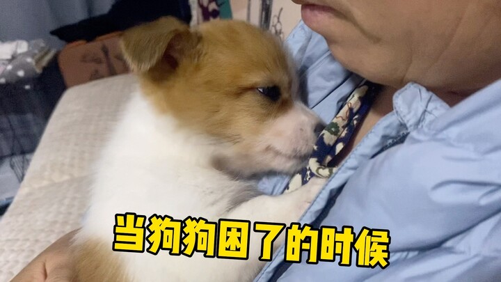 爸妈养的狗狗困了的时候