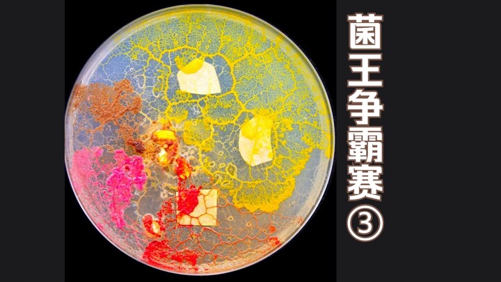 Đấu Trường Vua Nấm 3