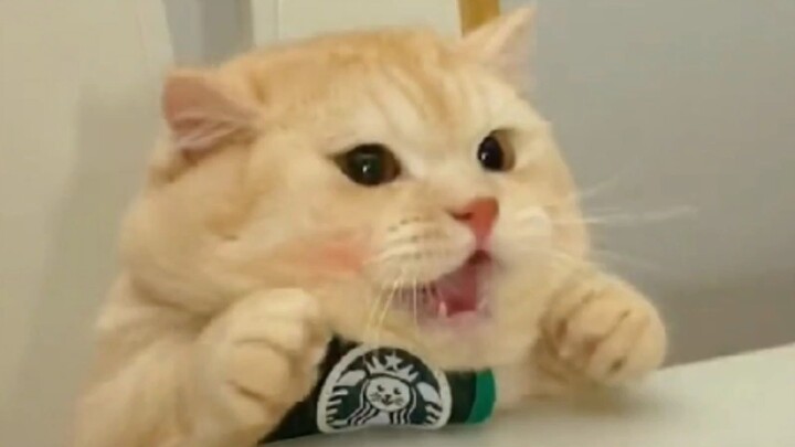 "Not a single grain of cat food is eaten for free."