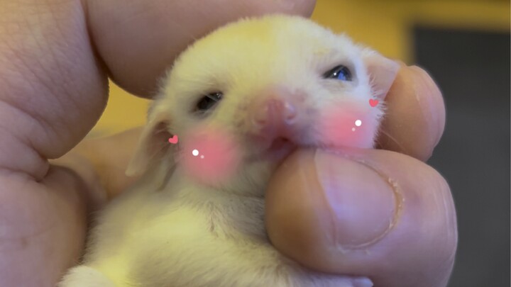 Grandpa’s Big Birth Gift for the Sugar Glider Baby