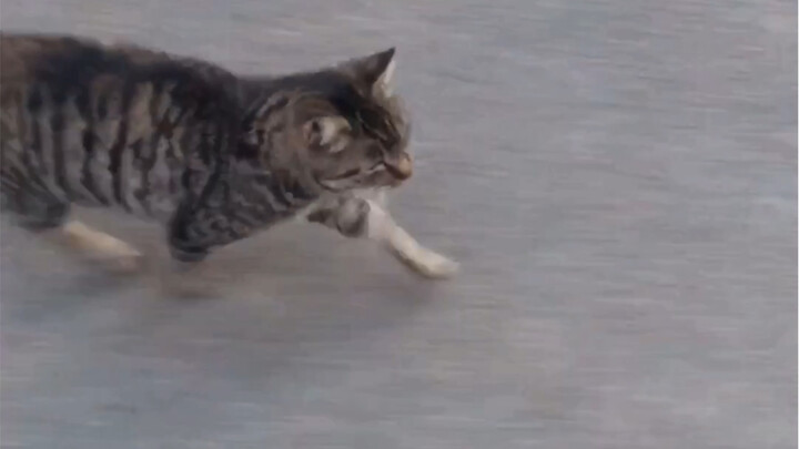 Luring the Cat Into the House (Failure)