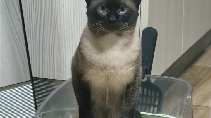 Phim truyền hình gia đình dài tập "Chuyện tỏ tình của mèo Xiêm"