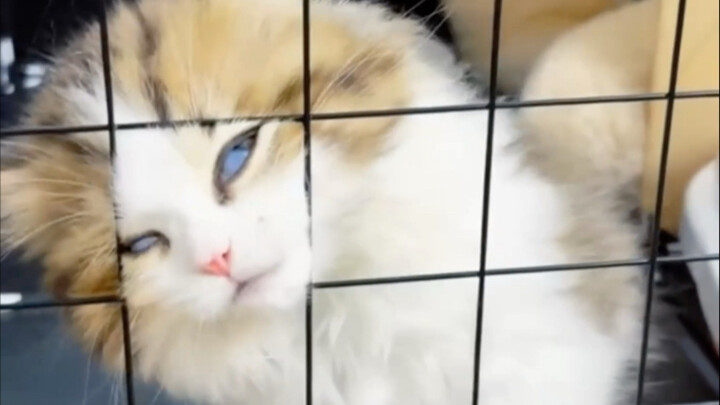 This cat, this cat