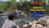Mancing Ikan Nilem  Sungai Ukuran Babon Di Arus Deras || TARIKANYA BIKIN KEWALAHAN!!