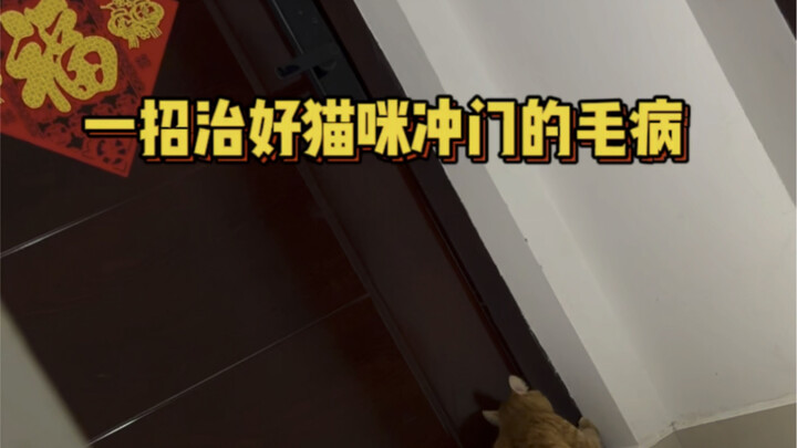 一招教你治好猫咪开门往外冲的毛病！！
