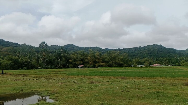 Field