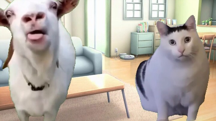 【Meme Kucing】Tentang kejadian dimana sepupuku yang merupakan seorang chef kelas 1 SMP melakukan tekn