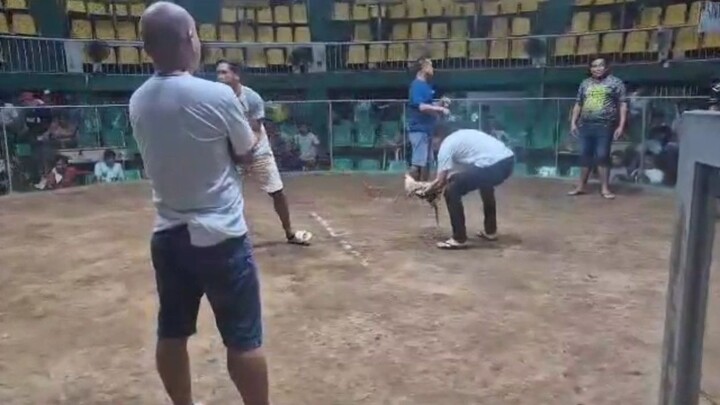 2 Cocks derby @aznar talisay entry name: AA bullionaire 2nd fight Win